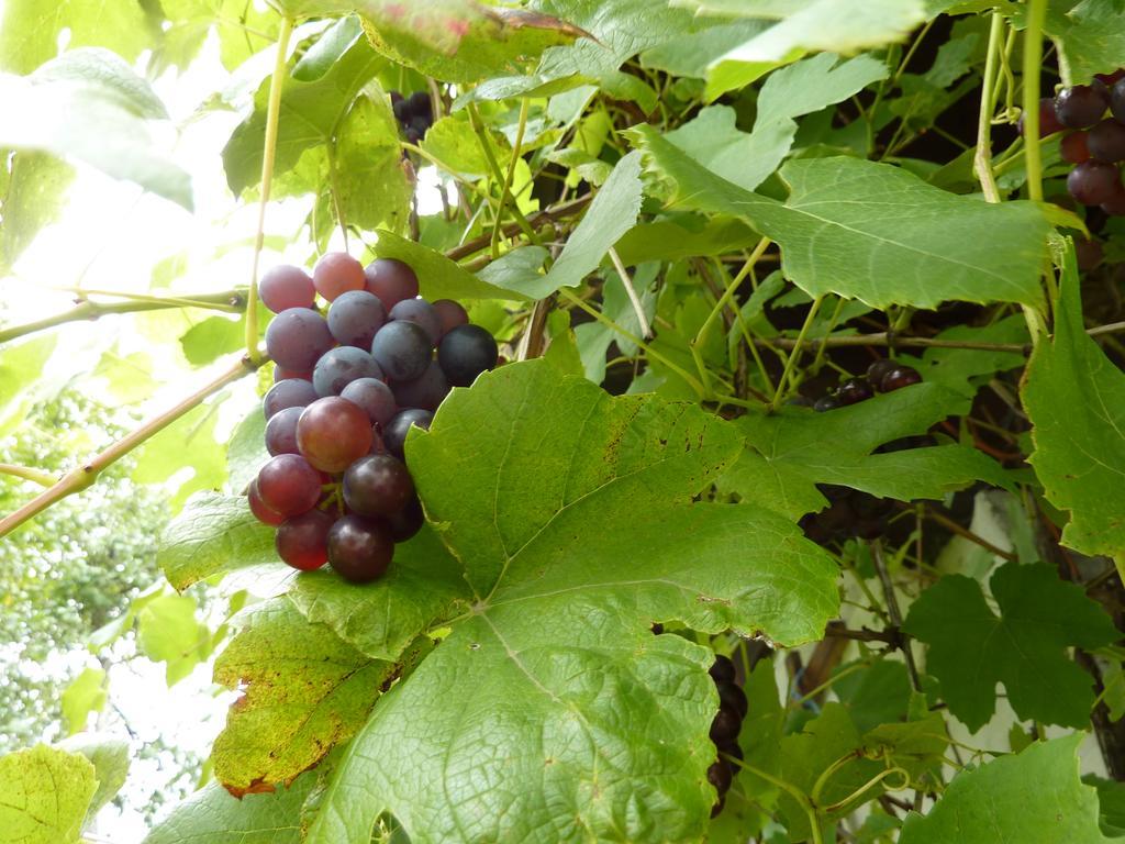 Bio-Bauernhof Rettenbachgut Werfen Bagian luar foto