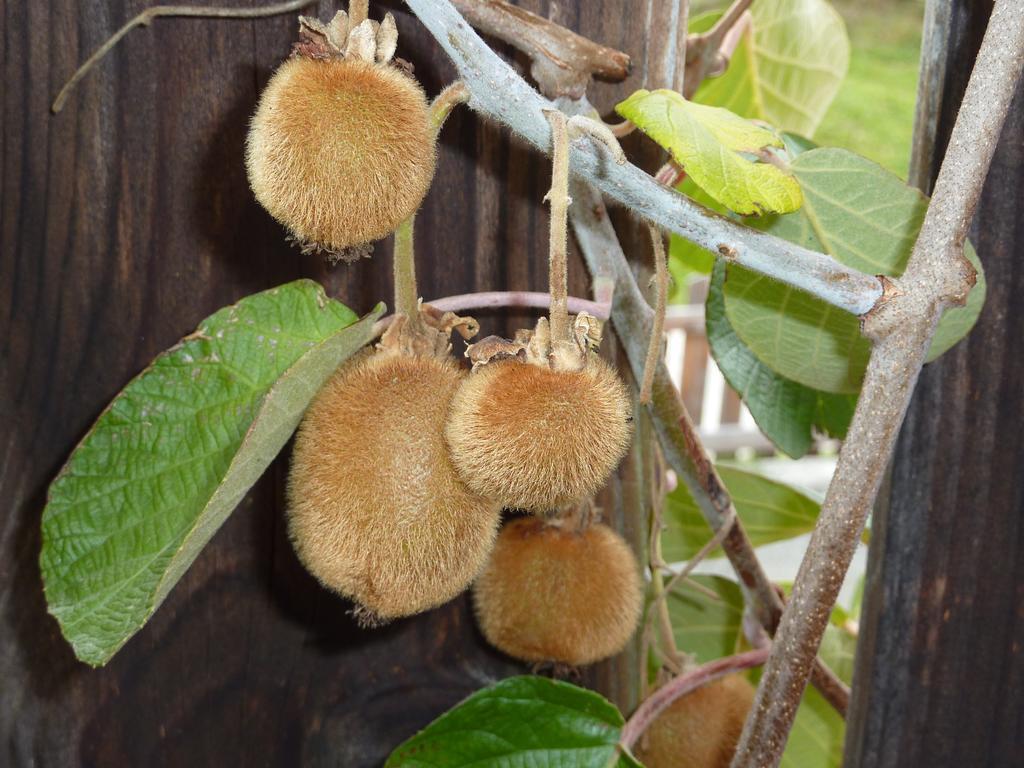 Bio-Bauernhof Rettenbachgut Werfen Bagian luar foto