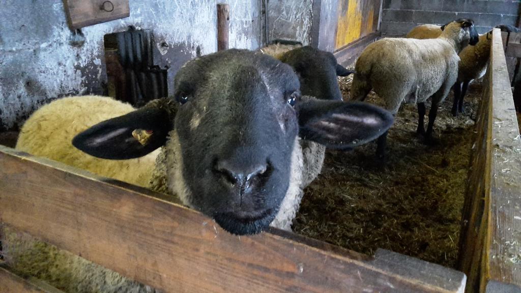 Bio-Bauernhof Rettenbachgut Werfen Bagian luar foto